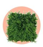 Artificial Grass for Walls