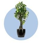 Floor Planters