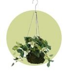 Hanging Planters