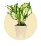 Planters