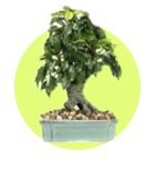 Table Planters